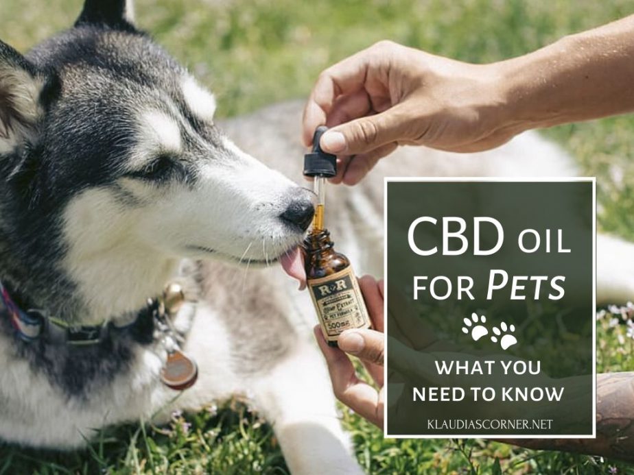 What Is CBD Oil For Pets? – What‌ ‌You‌ ‌Need‌ ‌to‌ ‌Know‌ - Klaudia's ...